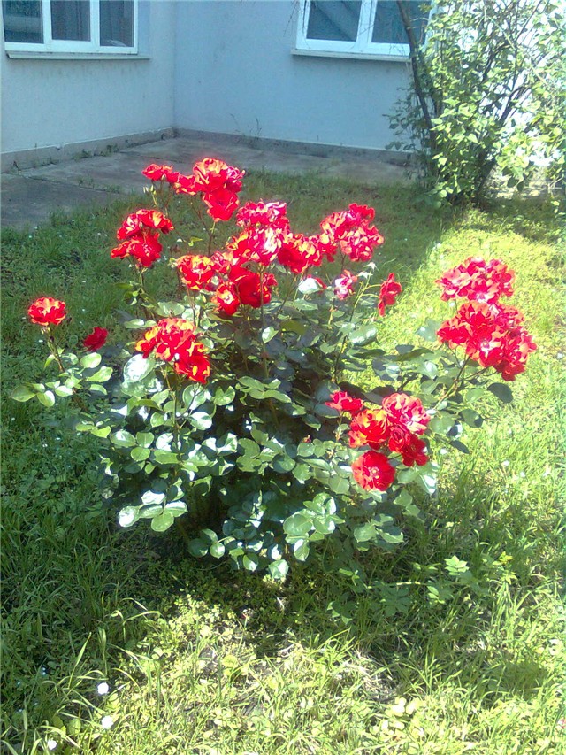 ruža crvena